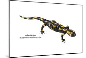 Salamander (Salamandra Salamandra), Amphibians-Encyclopaedia Britannica-Mounted Poster