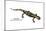 Salamander (Salamandra Salamandra), Amphibians-Encyclopaedia Britannica-Mounted Poster