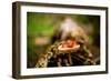 Salamander, Sequoia National Park, California, United States of America, North America-Laura Grier-Framed Photographic Print