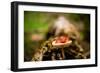 Salamander, Sequoia National Park, California, United States of America, North America-Laura Grier-Framed Photographic Print