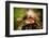 Salamander, Sequoia National Park, California, United States of America, North America-Laura Grier-Framed Photographic Print