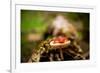 Salamander, Sequoia National Park, California, United States of America, North America-Laura Grier-Framed Photographic Print