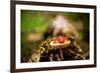 Salamander, Sequoia National Park, California, United States of America, North America-Laura Grier-Framed Photographic Print