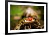Salamander, Sequoia National Park, California, United States of America, North America-Laura Grier-Framed Photographic Print