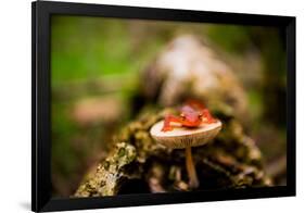 Salamander, Sequoia National Park, California, United States of America, North America-Laura Grier-Framed Photographic Print