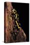 Salamandra Salamandra Terrestris (Fire Salamander)-Paul Starosta-Stretched Canvas