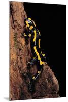 Salamandra Salamandra Terrestris (Fire Salamander)-Paul Starosta-Mounted Premium Photographic Print