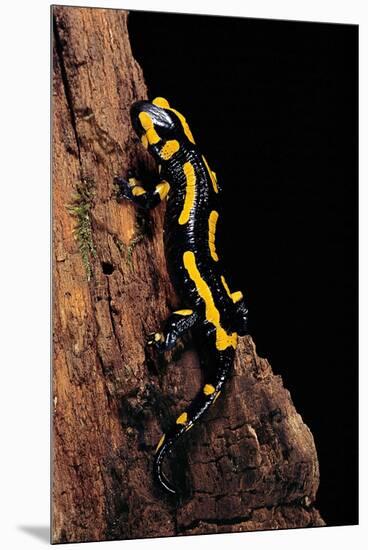 Salamandra Salamandra Terrestris (Fire Salamander)-Paul Starosta-Mounted Premium Photographic Print