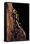 Salamandra Salamandra Terrestris (Fire Salamander)-Paul Starosta-Framed Stretched Canvas