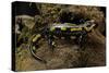 Salamandra Salamandra Terrestris (Fire Salamander)-Paul Starosta-Stretched Canvas