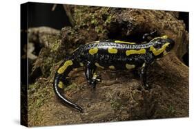 Salamandra Salamandra Terrestris (Fire Salamander)-Paul Starosta-Stretched Canvas