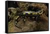 Salamandra Salamandra Terrestris (Fire Salamander)-Paul Starosta-Framed Stretched Canvas