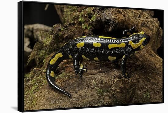 Salamandra Salamandra Terrestris (Fire Salamander)-Paul Starosta-Framed Stretched Canvas