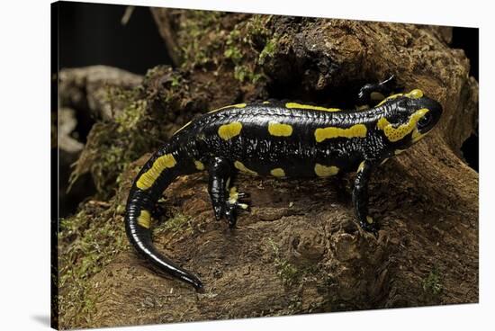 Salamandra Salamandra Terrestris (Fire Salamander)-Paul Starosta-Stretched Canvas