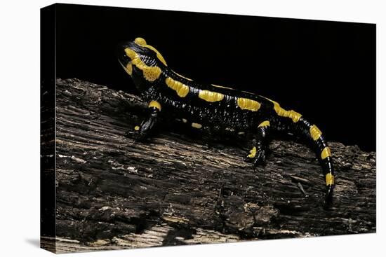 Salamandra Salamandra Terrestris (Fire Salamander)-Paul Starosta-Stretched Canvas