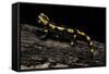 Salamandra Salamandra Terrestris (Fire Salamander)-Paul Starosta-Framed Stretched Canvas