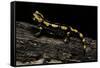 Salamandra Salamandra Terrestris (Fire Salamander)-Paul Starosta-Framed Stretched Canvas