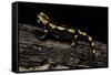 Salamandra Salamandra Terrestris (Fire Salamander)-Paul Starosta-Framed Stretched Canvas