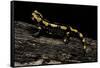 Salamandra Salamandra Terrestris (Fire Salamander)-Paul Starosta-Framed Stretched Canvas