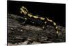 Salamandra Salamandra Terrestris (Fire Salamander)-Paul Starosta-Stretched Canvas