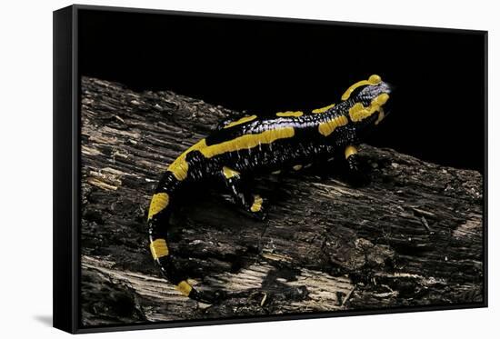 Salamandra Salamandra Terrestris (Fire Salamander)-Paul Starosta-Framed Stretched Canvas