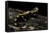 Salamandra Salamandra Terrestris (Fire Salamander)-Paul Starosta-Framed Stretched Canvas