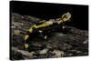 Salamandra Salamandra Terrestris (Fire Salamander)-Paul Starosta-Stretched Canvas