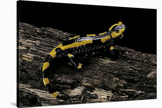 Salamandra Salamandra Terrestris (Fire Salamander)-Paul Starosta-Stretched Canvas