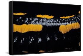 Salamandra Salamandra Terrestris (Fire Salamander)-Paul Starosta-Framed Stretched Canvas