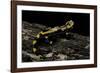 Salamandra Salamandra Terrestris (Fire Salamander)-Paul Starosta-Framed Photographic Print