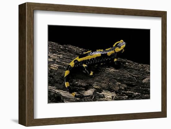 Salamandra Salamandra Terrestris (Fire Salamander)-Paul Starosta-Framed Photographic Print