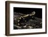 Salamandra Salamandra Terrestris (Fire Salamander)-Paul Starosta-Framed Photographic Print