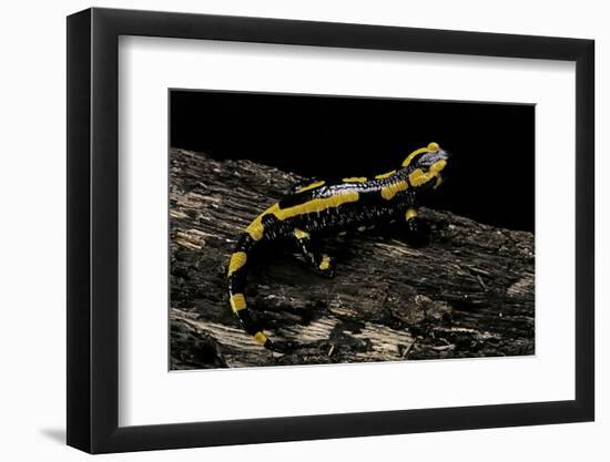 Salamandra Salamandra Terrestris (Fire Salamander)-Paul Starosta-Framed Photographic Print