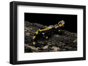 Salamandra Salamandra Terrestris (Fire Salamander)-Paul Starosta-Framed Photographic Print