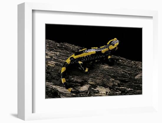 Salamandra Salamandra Terrestris (Fire Salamander)-Paul Starosta-Framed Photographic Print