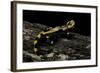 Salamandra Salamandra Terrestris (Fire Salamander)-Paul Starosta-Framed Photographic Print