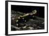 Salamandra Salamandra Terrestris (Fire Salamander)-Paul Starosta-Framed Photographic Print