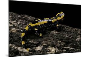 Salamandra Salamandra Terrestris (Fire Salamander)-Paul Starosta-Mounted Photographic Print