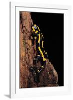 Salamandra Salamandra Terrestris (Fire Salamander)-Paul Starosta-Framed Photographic Print