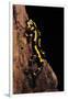 Salamandra Salamandra Terrestris (Fire Salamander)-Paul Starosta-Framed Photographic Print