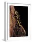 Salamandra Salamandra Terrestris (Fire Salamander)-Paul Starosta-Framed Photographic Print