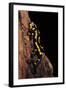 Salamandra Salamandra Terrestris (Fire Salamander)-Paul Starosta-Framed Photographic Print