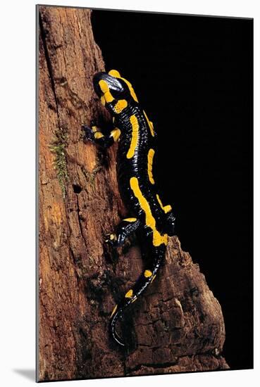 Salamandra Salamandra Terrestris (Fire Salamander)-Paul Starosta-Mounted Photographic Print