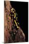 Salamandra Salamandra Terrestris (Fire Salamander)-Paul Starosta-Mounted Photographic Print