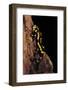 Salamandra Salamandra Terrestris (Fire Salamander)-Paul Starosta-Framed Photographic Print