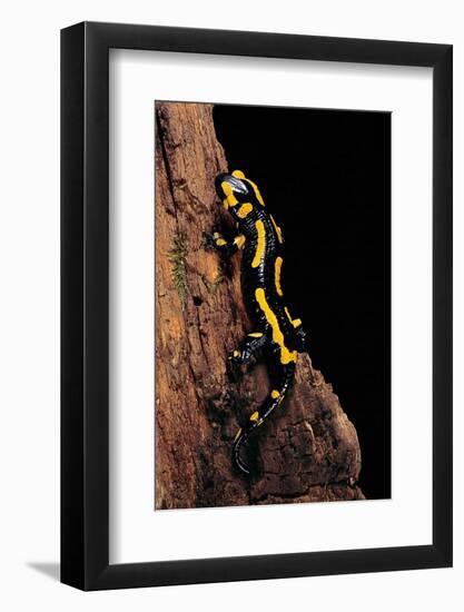 Salamandra Salamandra Terrestris (Fire Salamander)-Paul Starosta-Framed Photographic Print