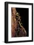 Salamandra Salamandra Terrestris (Fire Salamander)-Paul Starosta-Framed Photographic Print