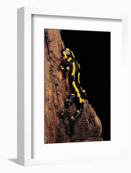 Salamandra Salamandra Terrestris (Fire Salamander)-Paul Starosta-Framed Photographic Print