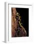 Salamandra Salamandra Terrestris (Fire Salamander)-Paul Starosta-Framed Photographic Print