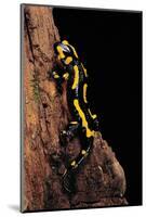 Salamandra Salamandra Terrestris (Fire Salamander)-Paul Starosta-Mounted Photographic Print